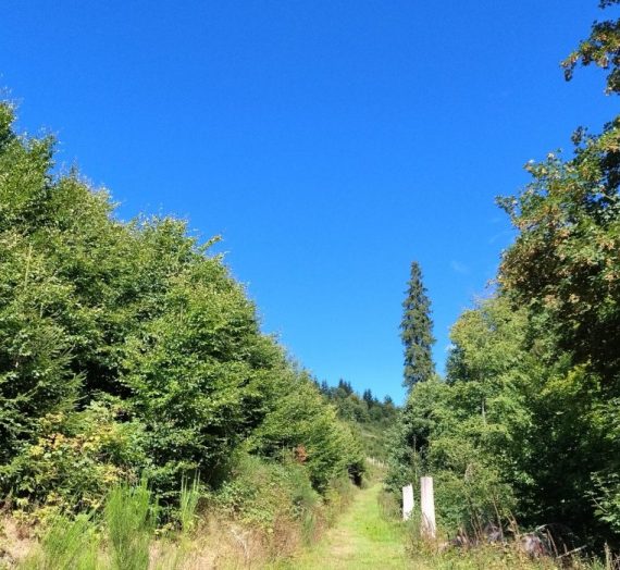 Manchmal muss man den geplanten Weg verlassen
